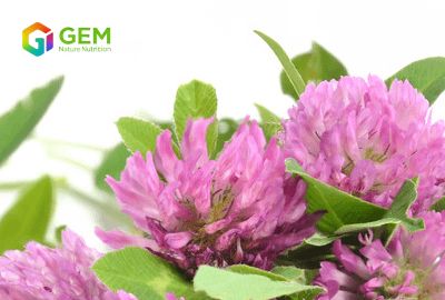 Magical Red Clover Extract