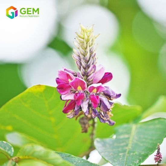 Pueraria Flower Extract