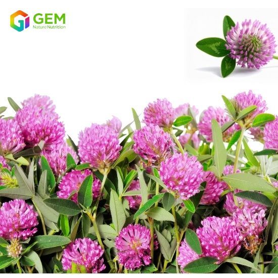 Red Clover Extract