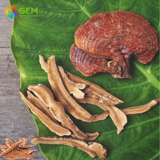 Reishi Mushroom Extract