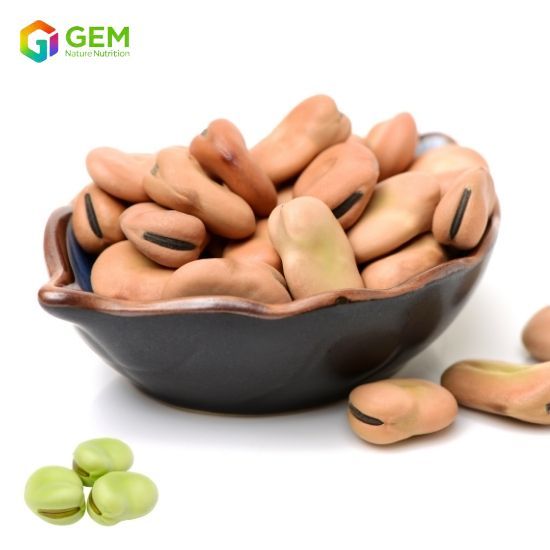 Favabean protein