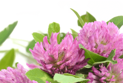 Magical Red Clover Extract